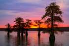 Bald cypress trees silhouetted at sunrise in southern swamp, Caddo Lake, Texas. Art Print